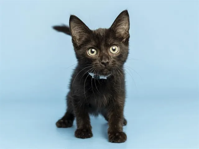 A baby small-sized female Domestic Short Hair cat named Sawyer for adoption in Phoenix, AZ