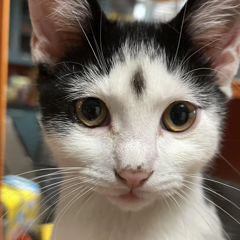 A baby small-sized male Black & White / Tuxedo Domestic Short Hair cat named Trance for adoption in Antioch, CA