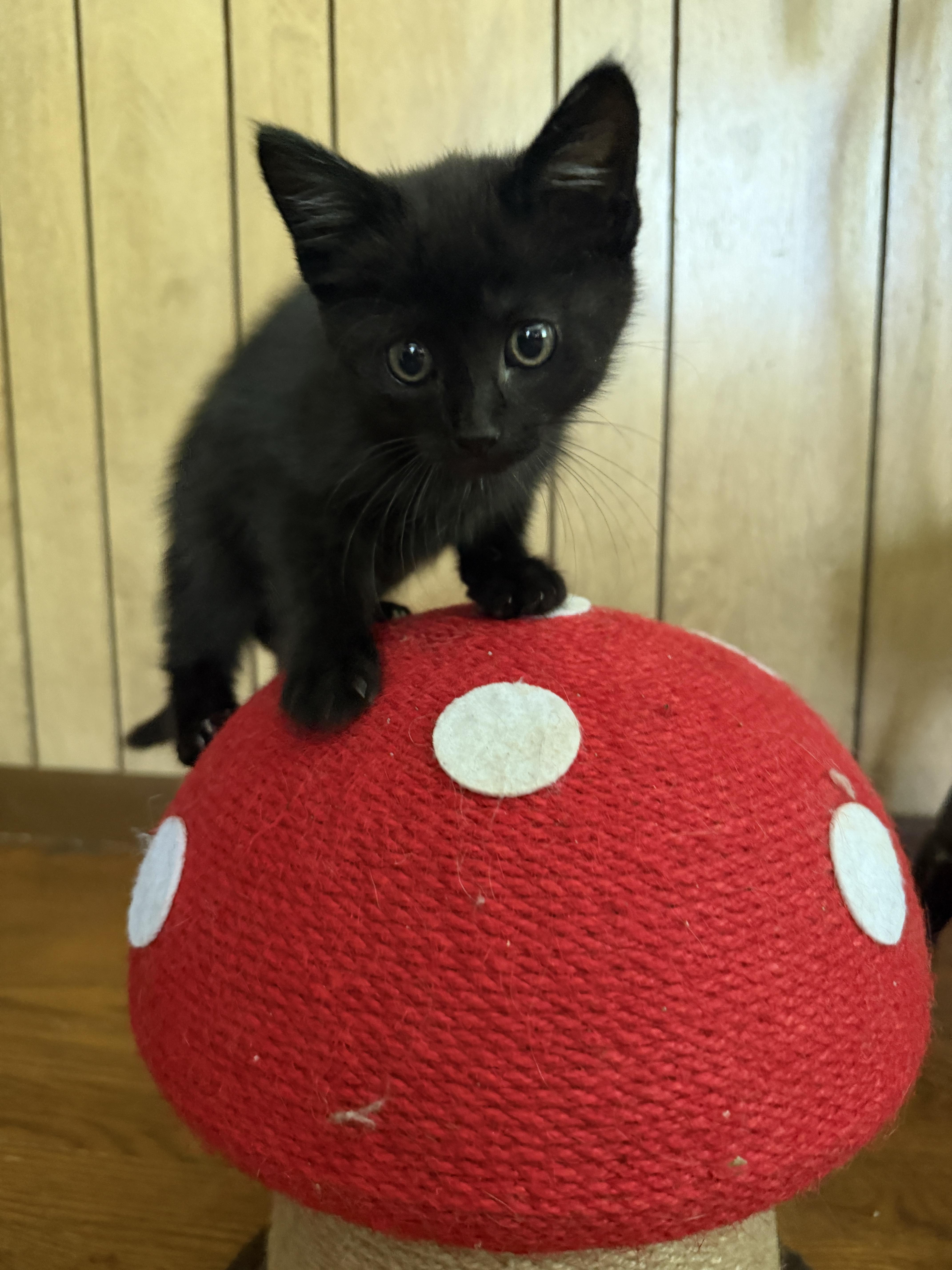 A baby small-sized female Domestic Short Hair cat named Fredia for adoption in Bethel Park, PA