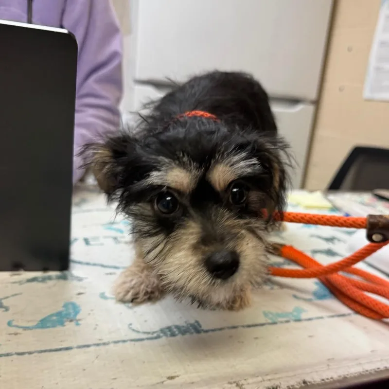 A baby small-sized female Terrier dog named YORKStray for adoption in York, PA