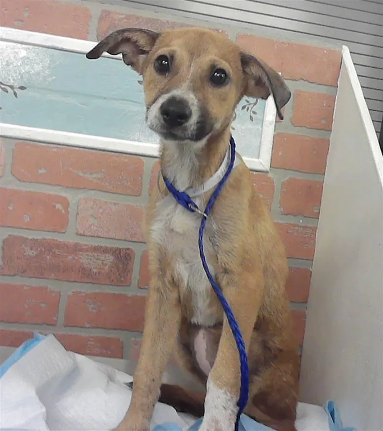 A baby small-sized female Staffordshire Bull Terrier dog named Hera for adoption in Houston, TX