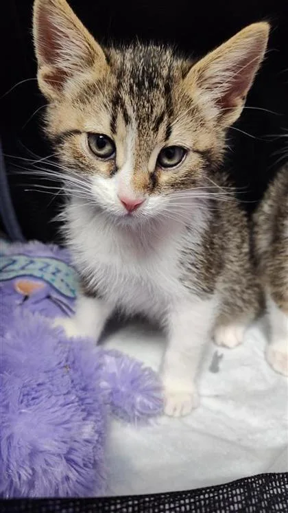 A baby small-sized male Black Domestic Short Hair cat named C for adoption in El Paso, TX