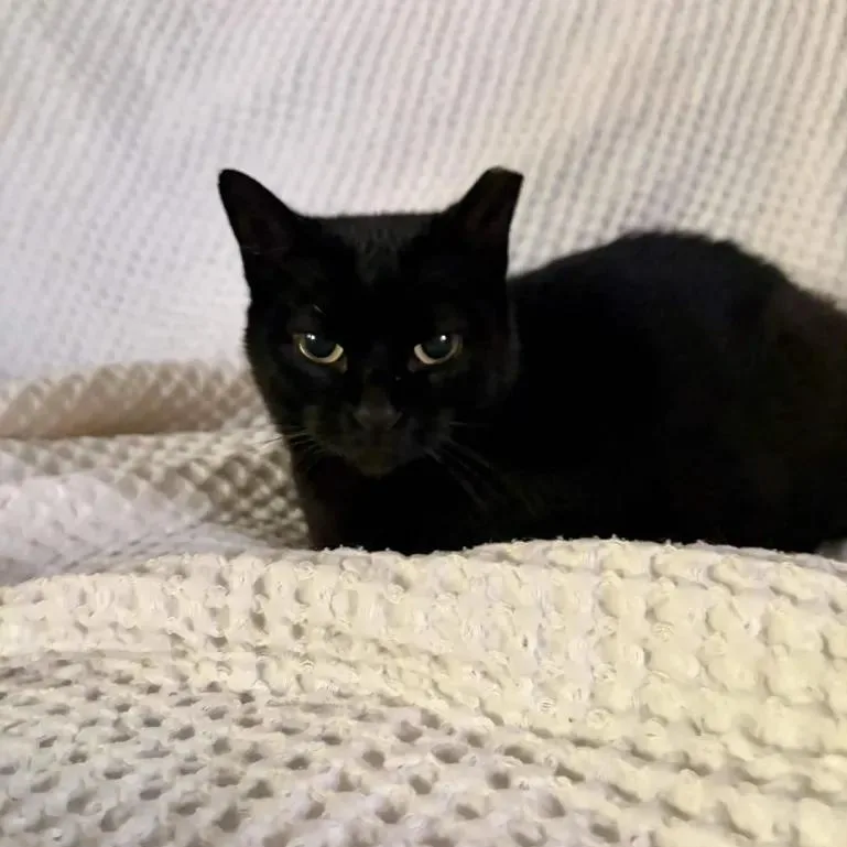 A young medium-sized female Black Domestic Short Hair cat named Nori for adoption in Cleveland Heights, OH