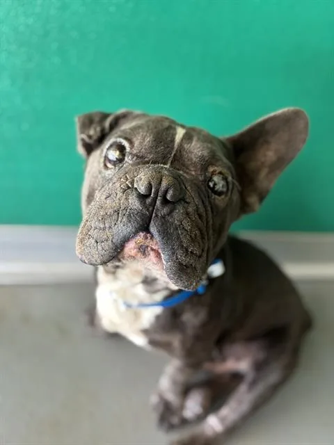 An adult small-sized male French Bulldog dog named A for adoption in Visalia, CA
