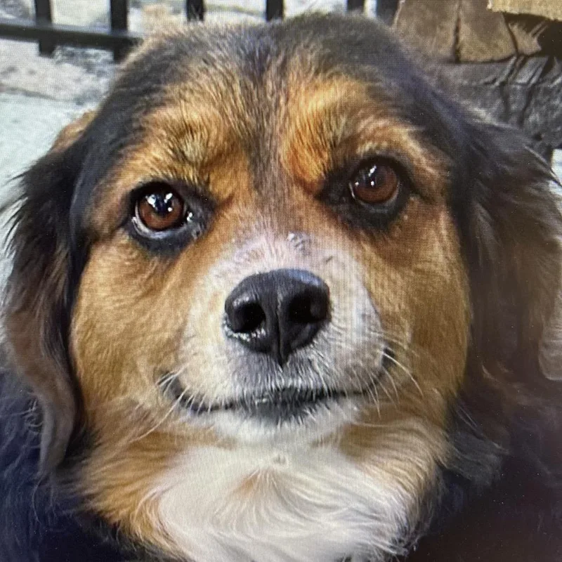 An adult small-sized male Black Beagle dog named Cooper  Home To for adoption in South Elgin, IL