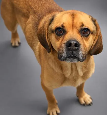 An adult medium-sized male Pug dog named Otis for adoption in Bowling Green, KY