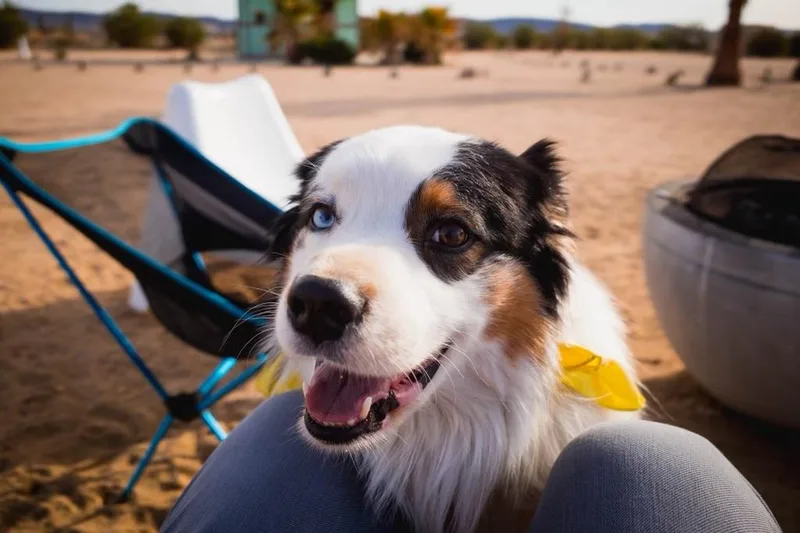 An adult medium-sized male Australian Shepherd dog named Theodore for adoption in Clyde, NC