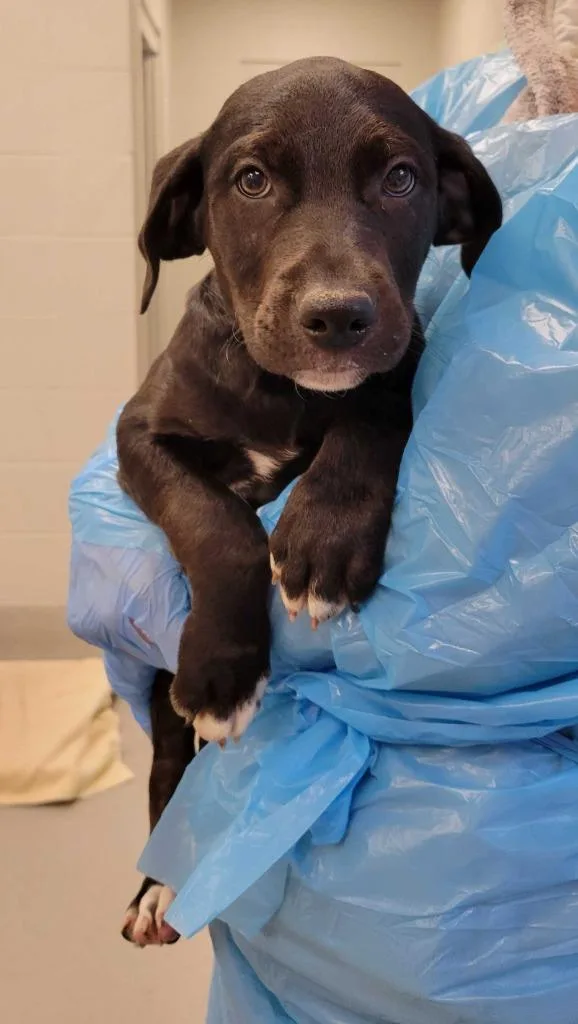 A baby medium-sized male Mixed Breed dog named Cone for adoption in Chillicothe, OH