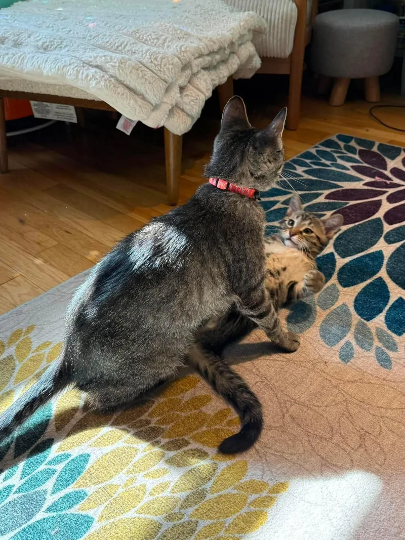 A baby small-sized male Tabby (Brown / Chocolate) Domestic Short Hair cat named Moe for adoption in Stoughton, WI