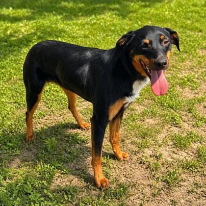 An adult medium-sized male Mixed Breed dog named Sonic for adoption in Merriam, KS