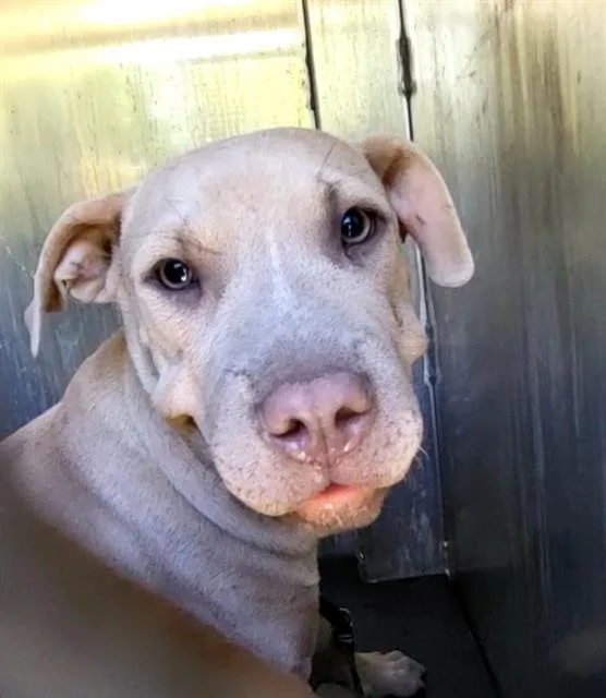 A young medium-sized female American Staffordshire Terrier dog named Ponyo for adoption in San Antonio, TX
