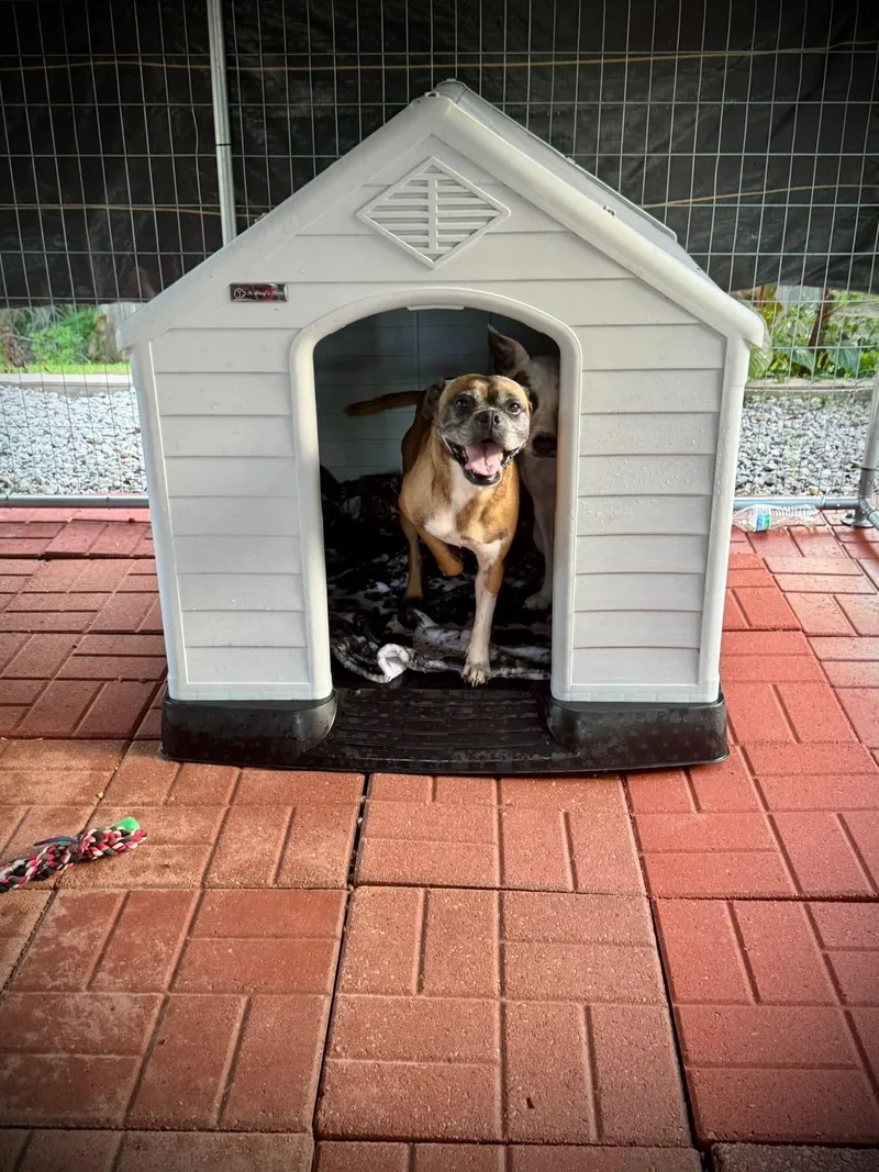 An adult medium-sized female Boxer dog named Biscuit Fresh and ready for adoption in Oakhurst, NJ