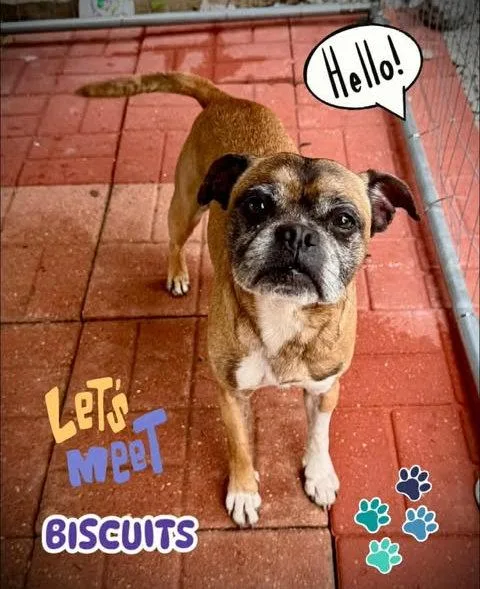Biscuit Fresh and ready thumbnail 2