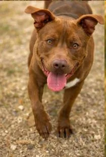 A young medium-sized male Brown / Chocolate Chocolate Labrador Retriever dog named Huckleberry Aka Huck for adoption in Mansfield, TX