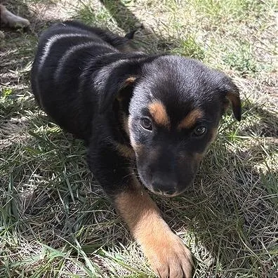 A baby medium-sized female Black Mixed Breed dog named Emmylou for adoption in Prescott, AZ