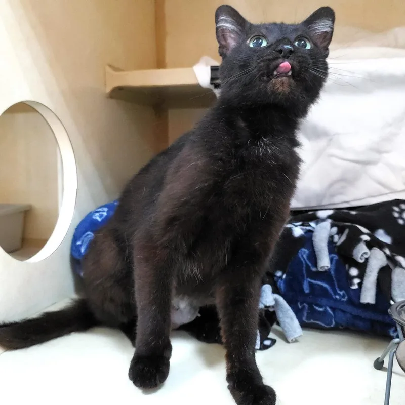 A young medium-sized female Black Domestic Short Hair cat named Speckles for adoption in Michigan City, IN