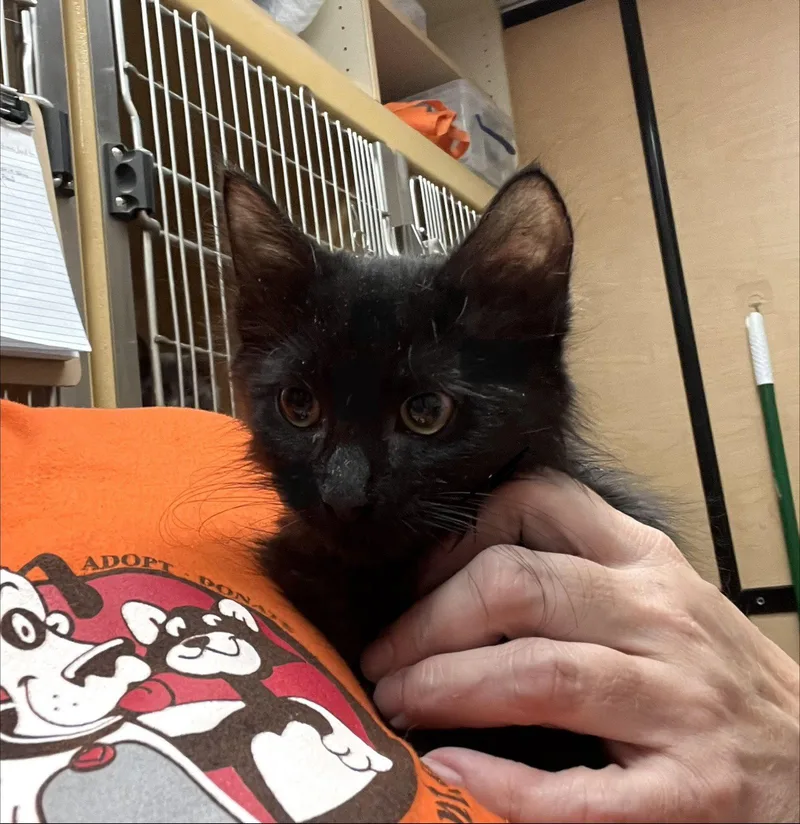 A young medium-sized male Domestic Short Hair cat named Noah for adoption in Scottsdale, AZ