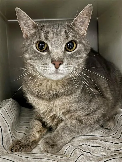 An adult medium-sized female Domestic Short Hair cat named Lil Bit for adoption in York, SC