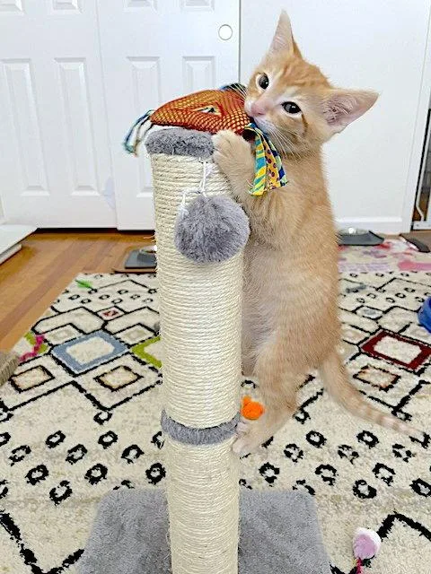 A baby medium-sized male Orange / Red Domestic Short Hair cat named Phoenix  Bonded With for adoption in Fremont, CA