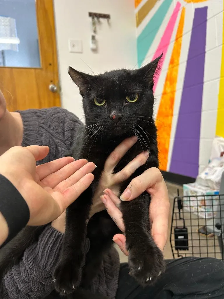 An adult small-sized female Domestic Short Hair cat named Bonnie for adoption in Thousand Oaks, CA