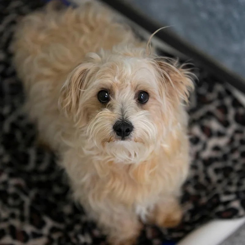 Sammy