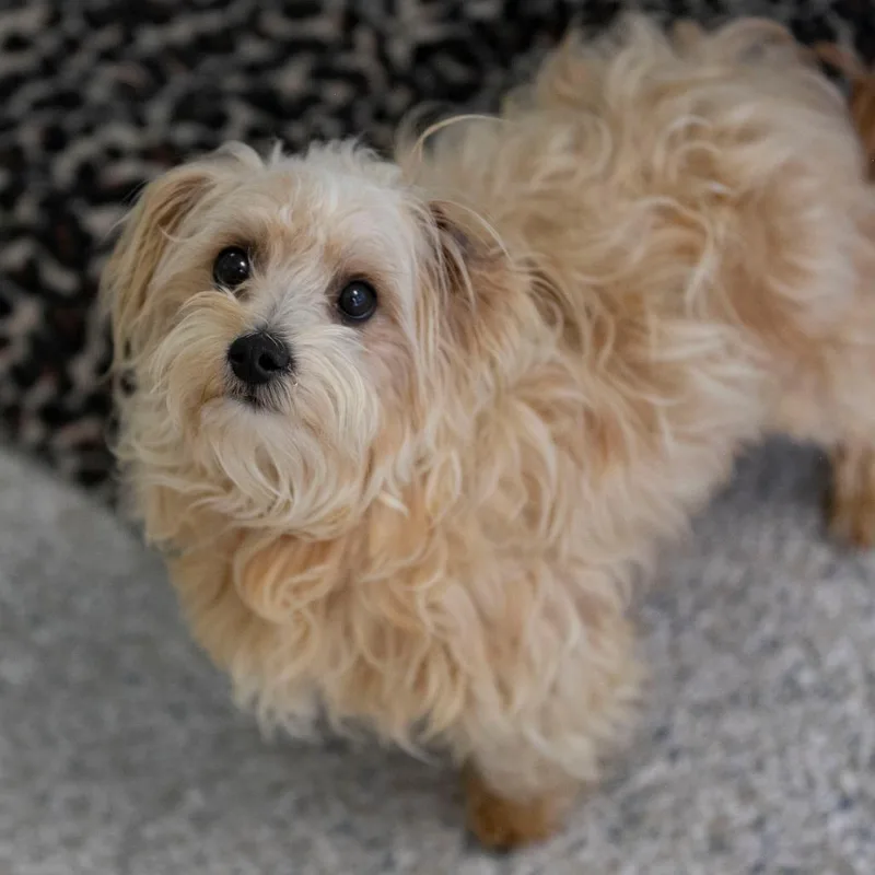 Sammy thumbnail 2