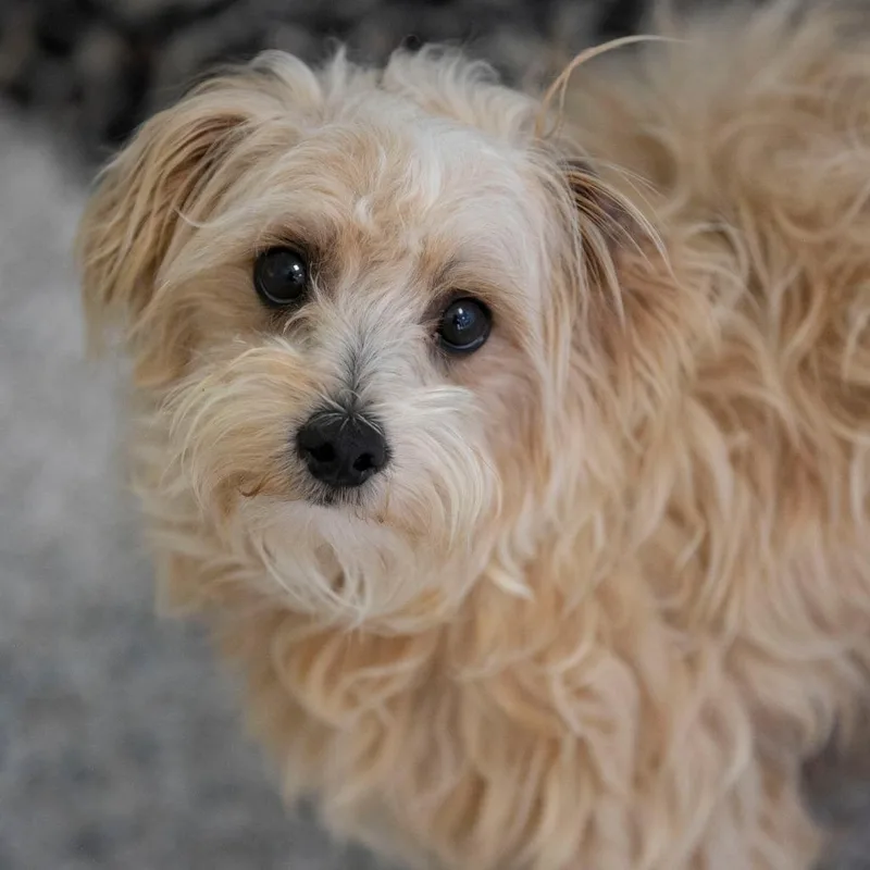 Sammy thumbnail 6