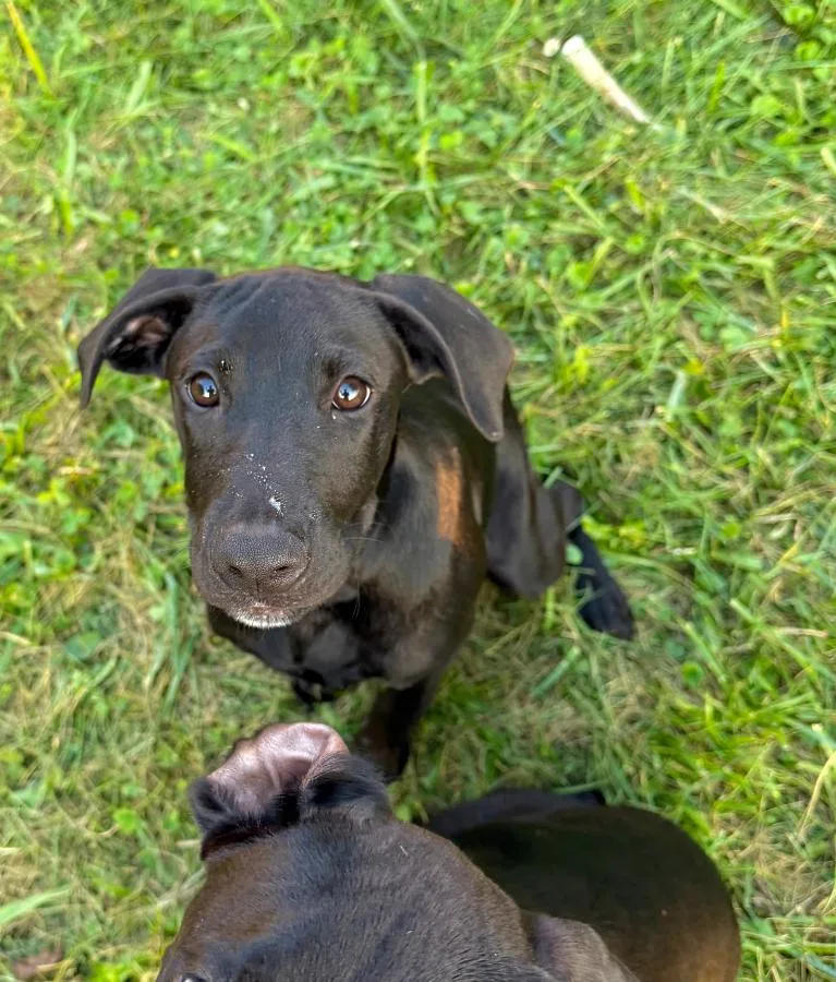 A baby large-sized male Black Labradoodle dog named Ash for adoption in Wells, VT