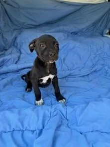 A baby medium-sized female Labrador Retriever dog named Callie for adoption in Brookhaven, MS