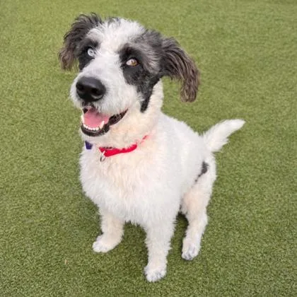 An adult medium-sized female Standard Poodle dog named Giselle for adoption in Merriam, KS