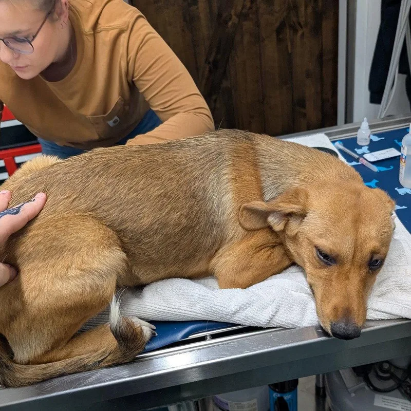 A young medium-sized female Hound dog named Journey for adoption in Chico, CA