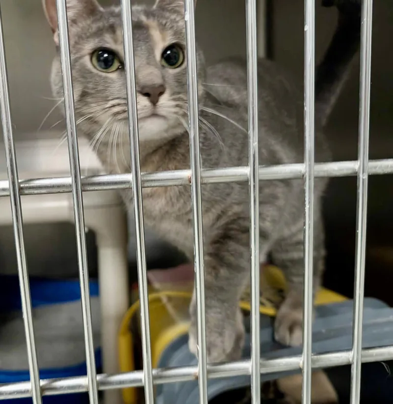 A young medium-sized female Domestic Short Hair cat named Molly for adoption in Detroit Lakes, MN