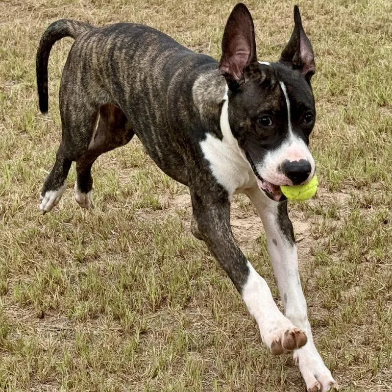 A young medium-sized male Brindle Great Dane dog named Radar for adoption in Bastrop, TX