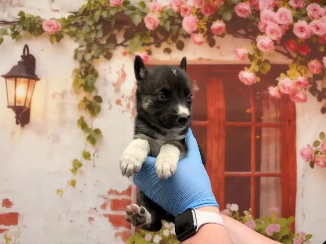 A baby small-sized female Belgian Shepherd / Malinois dog named Pamela for adoption in San Bernardino, CA