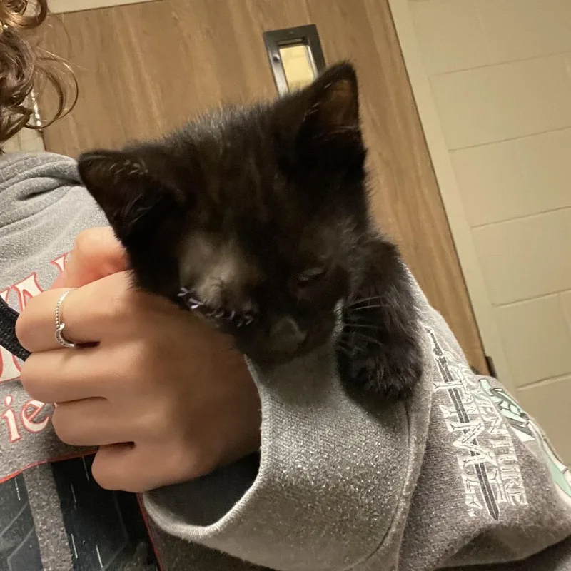 A baby small-sized male Black Domestic Short Hair cat named Wraith for adoption in Bristol, IN