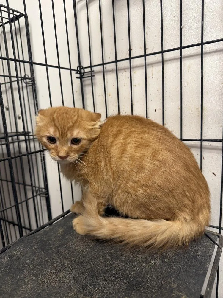 A young small-sized male Tabby (Orange / Red) Domestic Short Hair cat named Ian for adoption in Ontario, CA