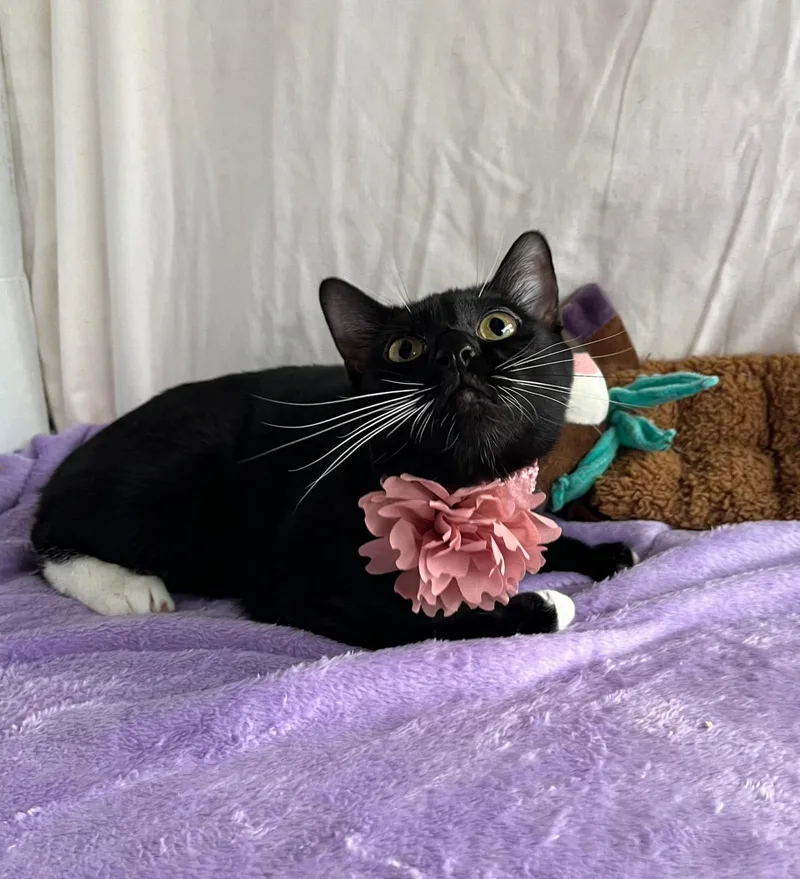 A baby medium-sized female Black & White / Tuxedo Domestic Short Hair cat named Amaia for adoption in Margate, FL