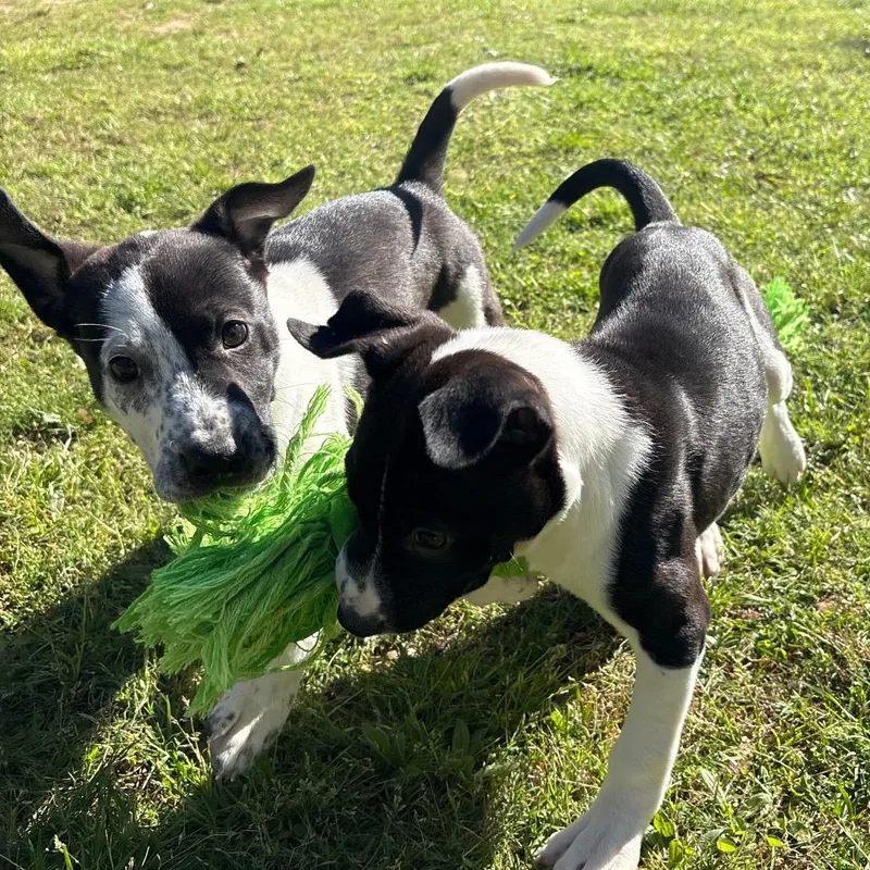 A baby medium-sized male White / Cream Mixed Breed dog named Kimchi for adoption in Auburn, AL