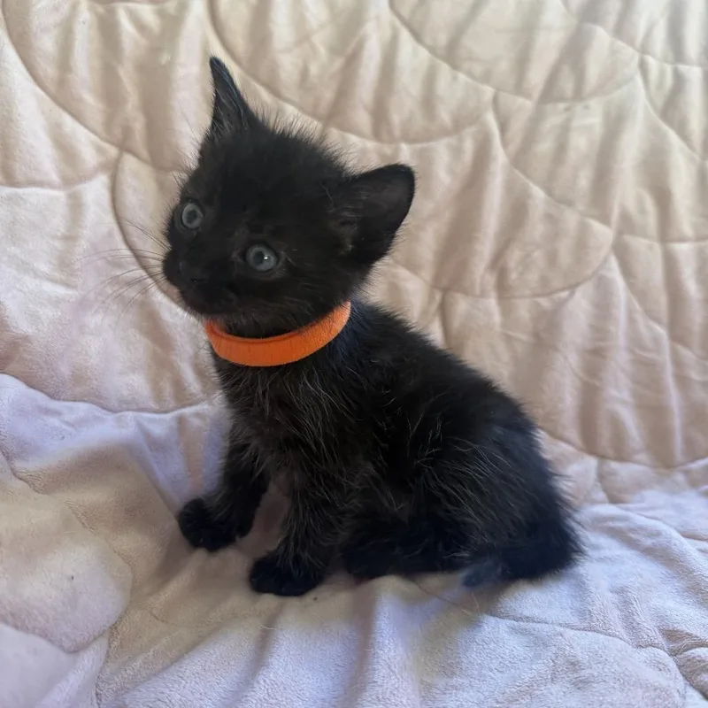 A baby small-sized female Black Domestic Short Hair cat named Jane Austin for adoption in Los Angeles, CA