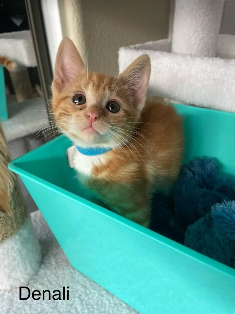 A baby medium-sized male Tabby (Orange / Red) Domestic Short Hair cat named Denali for adoption in Riverside, CA