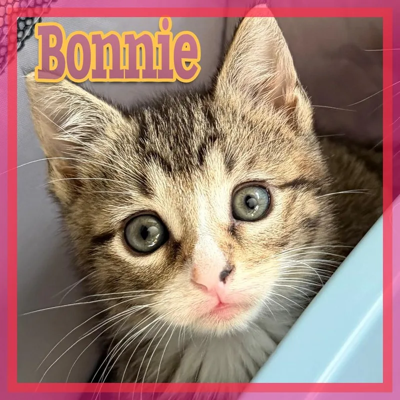 A baby medium-sized female Tabby (Brown / Chocolate) Domestic Short Hair cat named Bonnie for adoption in Great Mills, MD