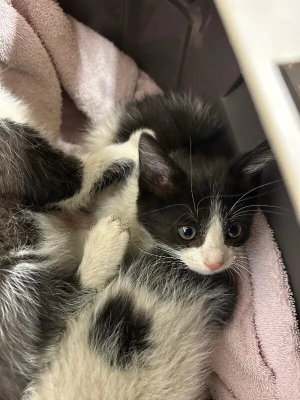 A baby medium-sized female Black Domestic Short Hair cat named Gail for adoption in Fruit Heights, UT