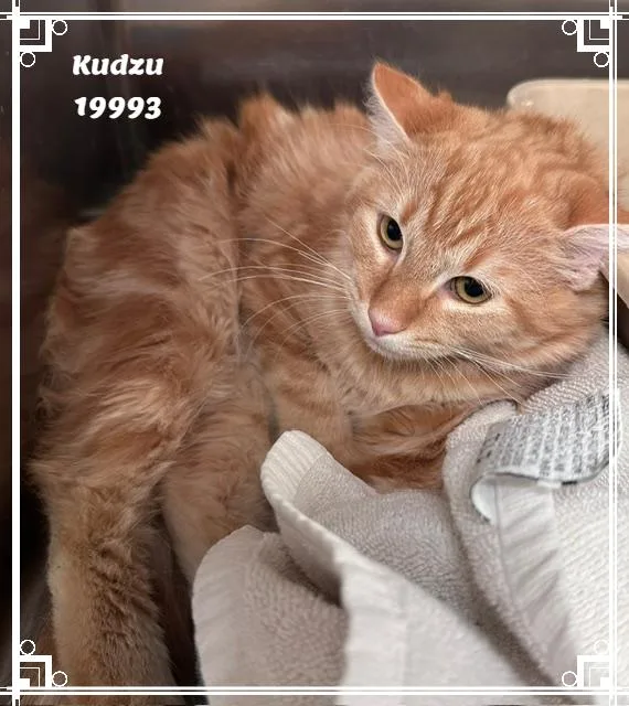A young medium-sized male Tabby (Orange / Red) Domestic Medium Hair cat named Kudzu See Also Grits for adoption in Marietta, GA