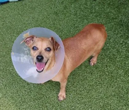 An adult small-sized female Mixed Breed dog named Elie for adoption in Athens, GA