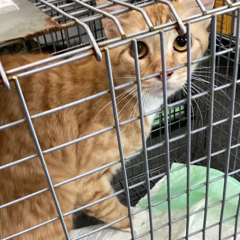 An adult small-sized male Orange / Red Domestic Short Hair cat named Bunny for adoption in Montgomery, AL