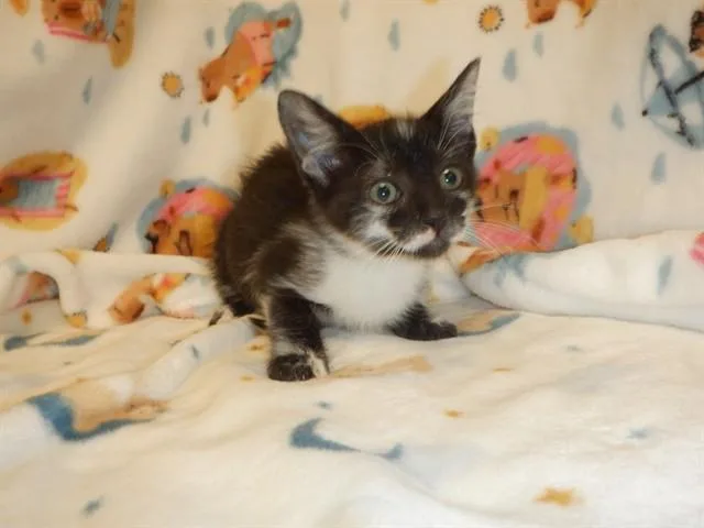 A baby small-sized female Domestic Short Hair cat named A for adoption in San Jose, CA