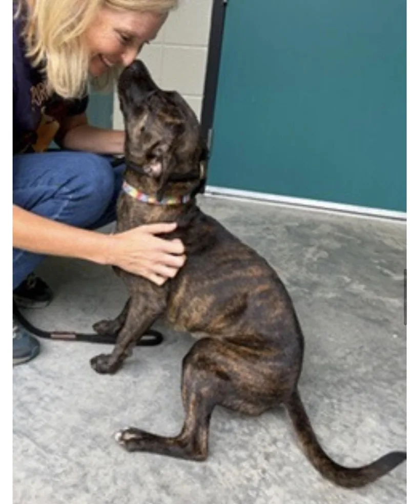 A young medium-sized female Brindle Terrier dog named Xena for adoption in Cumberland, RI