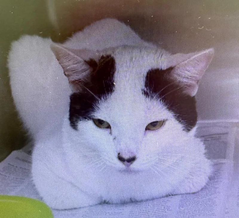 An adult medium-sized male Domestic Short Hair cat named Monster for adoption in Belton, TX