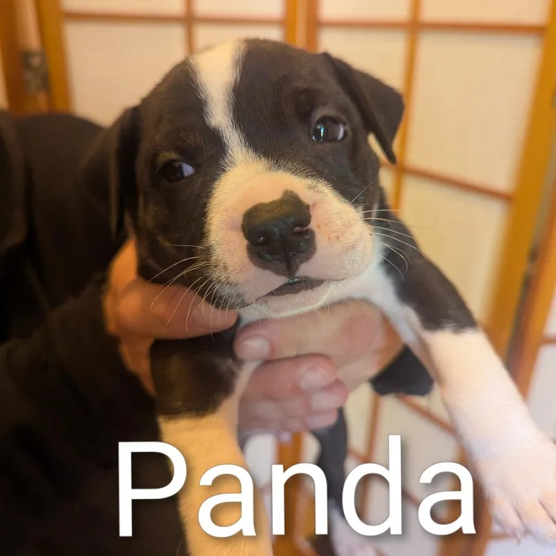 Panda D
