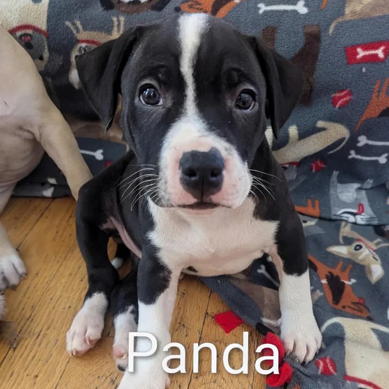 Panda D thumbnail 2